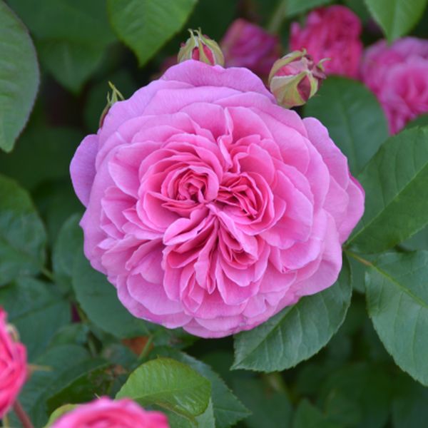 David Austin® Gertrude Jekyll® (Ausbord) English Shrub Rose