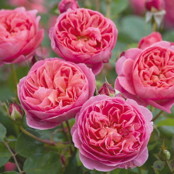 David Austin® Boscobel® (Auscousin) English Shrub Rose