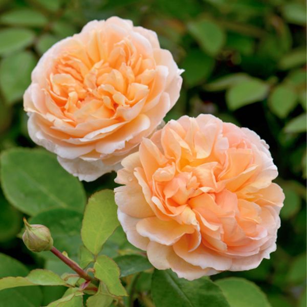 David Austin® The Lady Gardener® (Ausbrass) English Shrub Rose