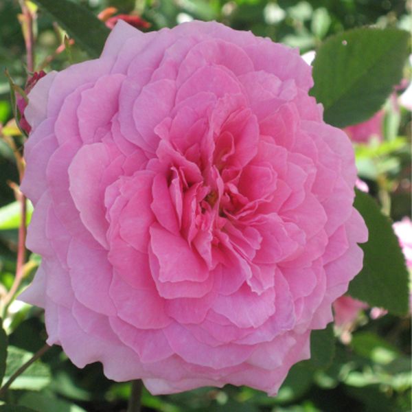 David Austin® The Mayflower (Austilly) English Shrub Rose