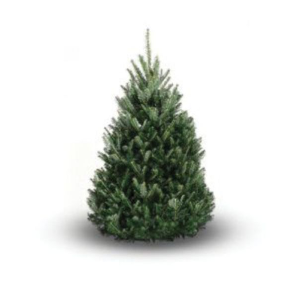 5-6ft/150-180cm Fraser Fir Premium Cut