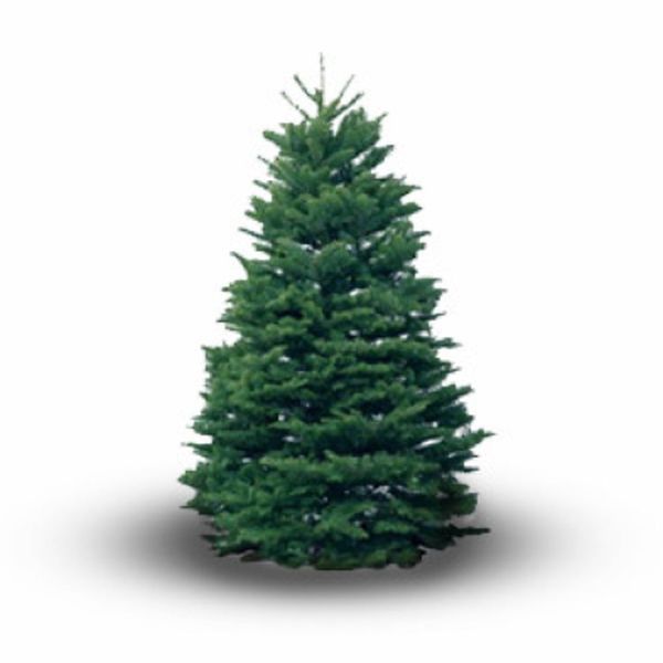 5/6ft (150/180cm) NOBLE FIR PREMIUM CUT