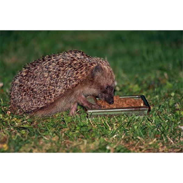 Hedgehog Snack Bowl