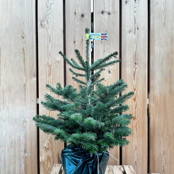 2/2.5ft (60/80cm) Nordmann Fir Premium Pot Grown 0