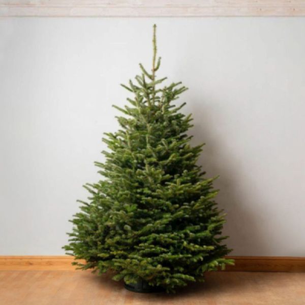 3/4ft (100/125cm) NORDMANN FIR PREMIUM CUT