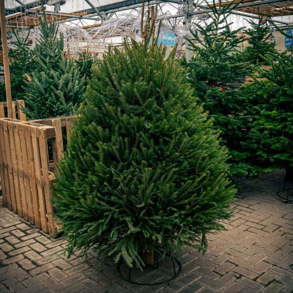 Norway Spruce Premium Cut Trees