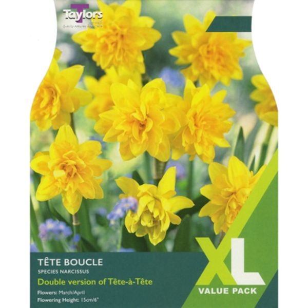 Narcissus Tete Boucle