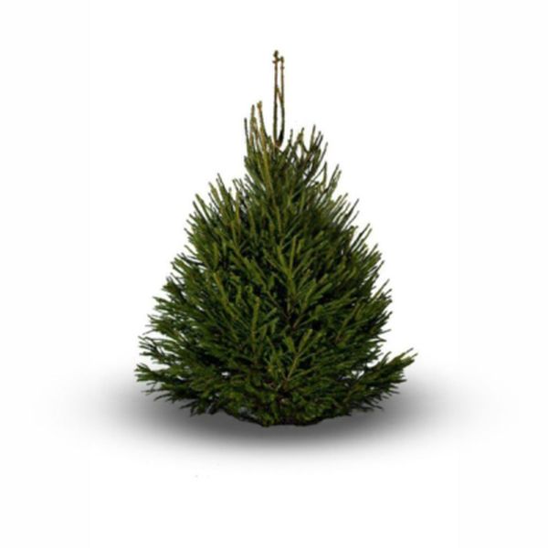 3/4ft (100/125cm) NORWAY SPRUCE PREMIUM CUT