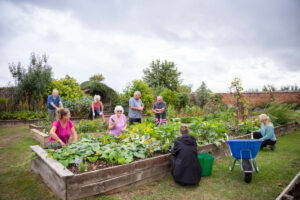 A group of several gardeners tending to a wooden raised bed full of plants.