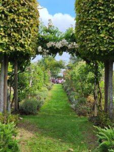 View of a grass path, edged with planted borders, and framed by two topiary trees and an arch of pink roses in bloom.