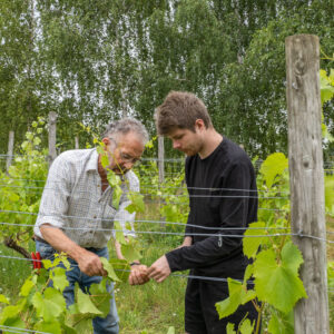 Two men tying fruit vines to a metal support. The older man has grey hair and beard and wears a white checked shirt. The younger man has short brown hair and is dressed in a black hoody and black trousers.