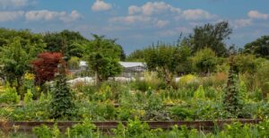 View of a vast area of plants in a community garden below a cloudy blue sky.